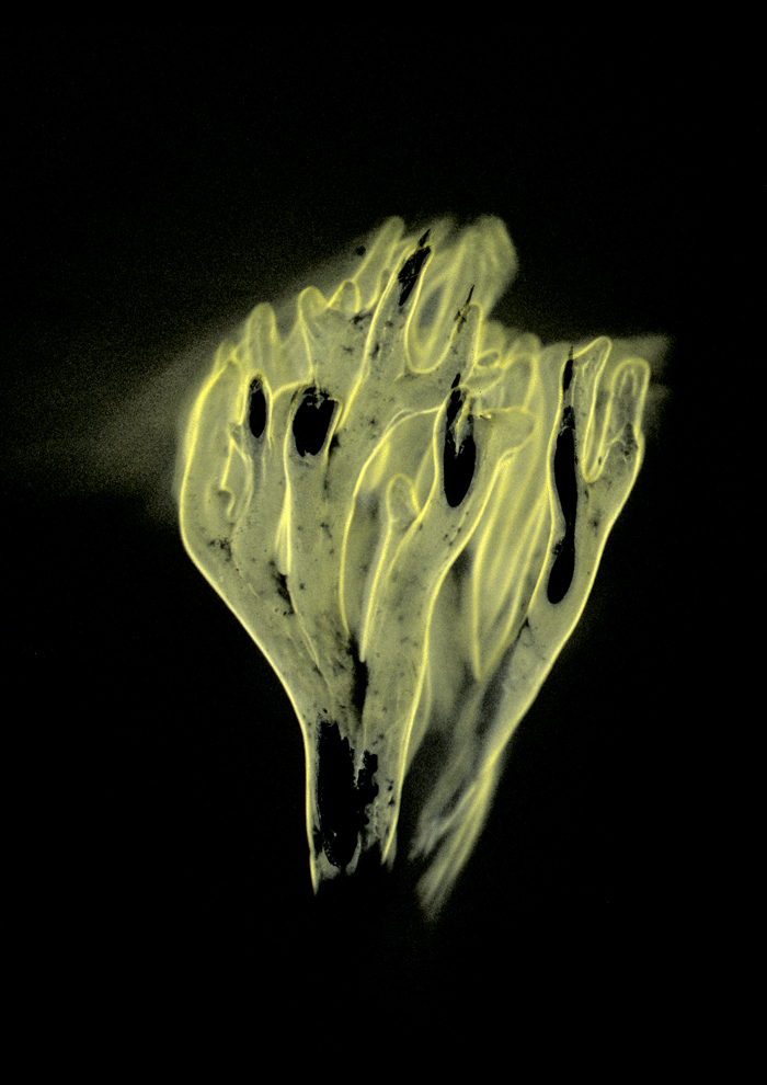 mouvements_des_spores