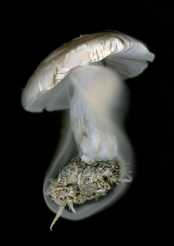 mouvements_des_spores_indetermination