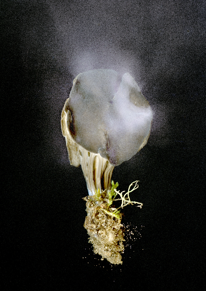 mouvements_des_spores