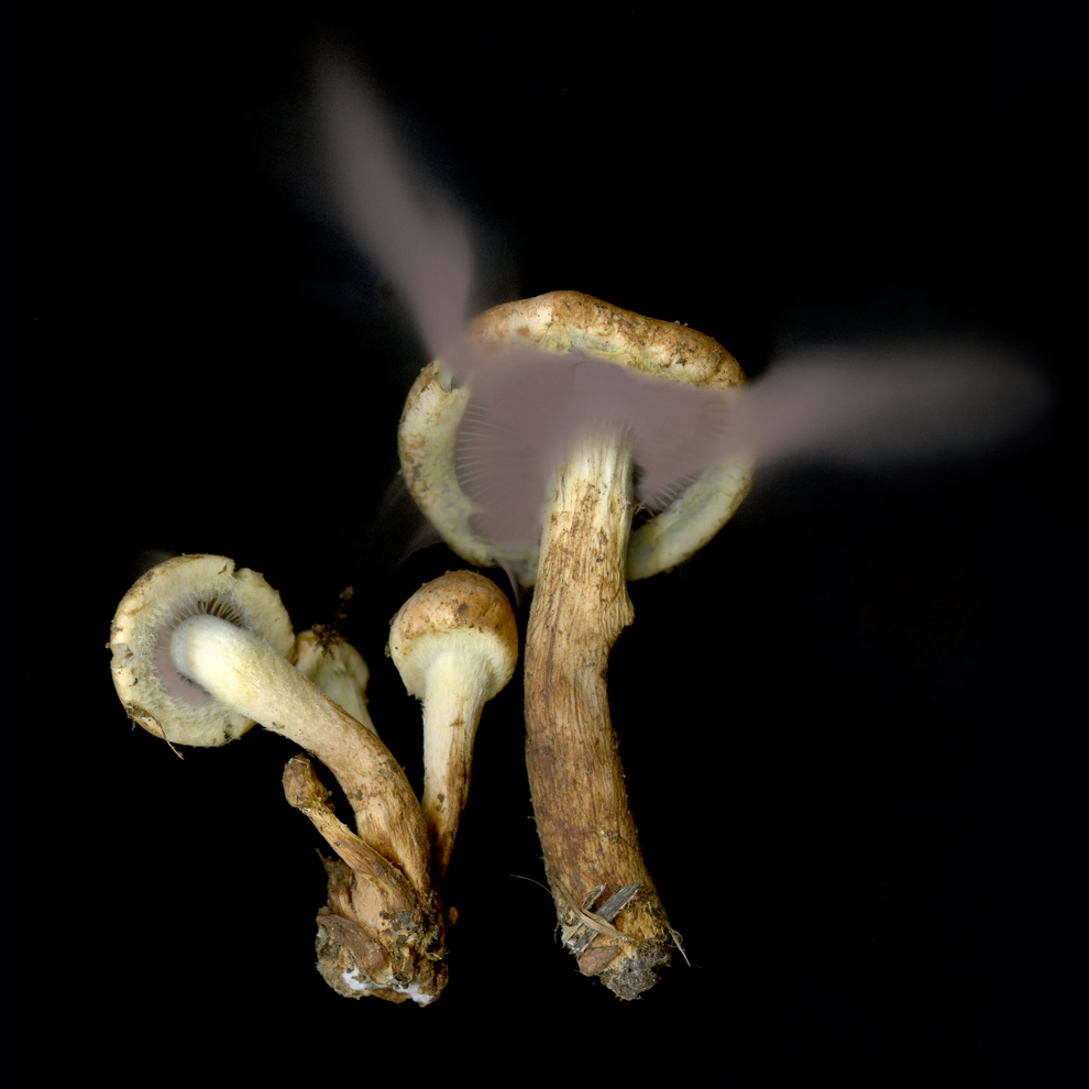 mouvements_des_spores