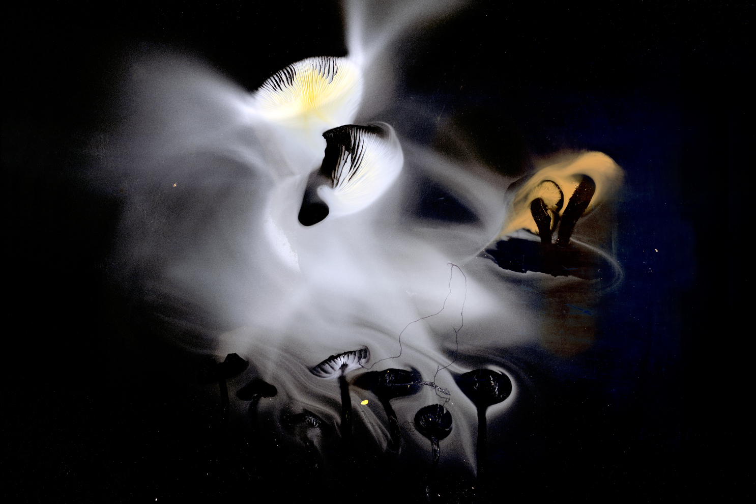 mouvements_des_spores