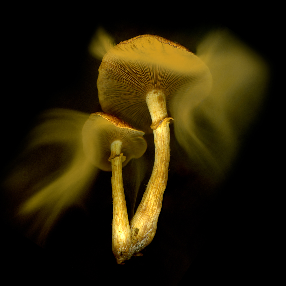 mouvements_des_spores