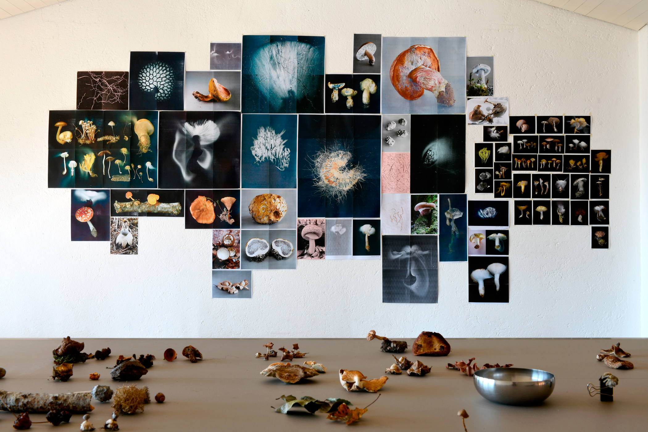 mouvements_des_spores