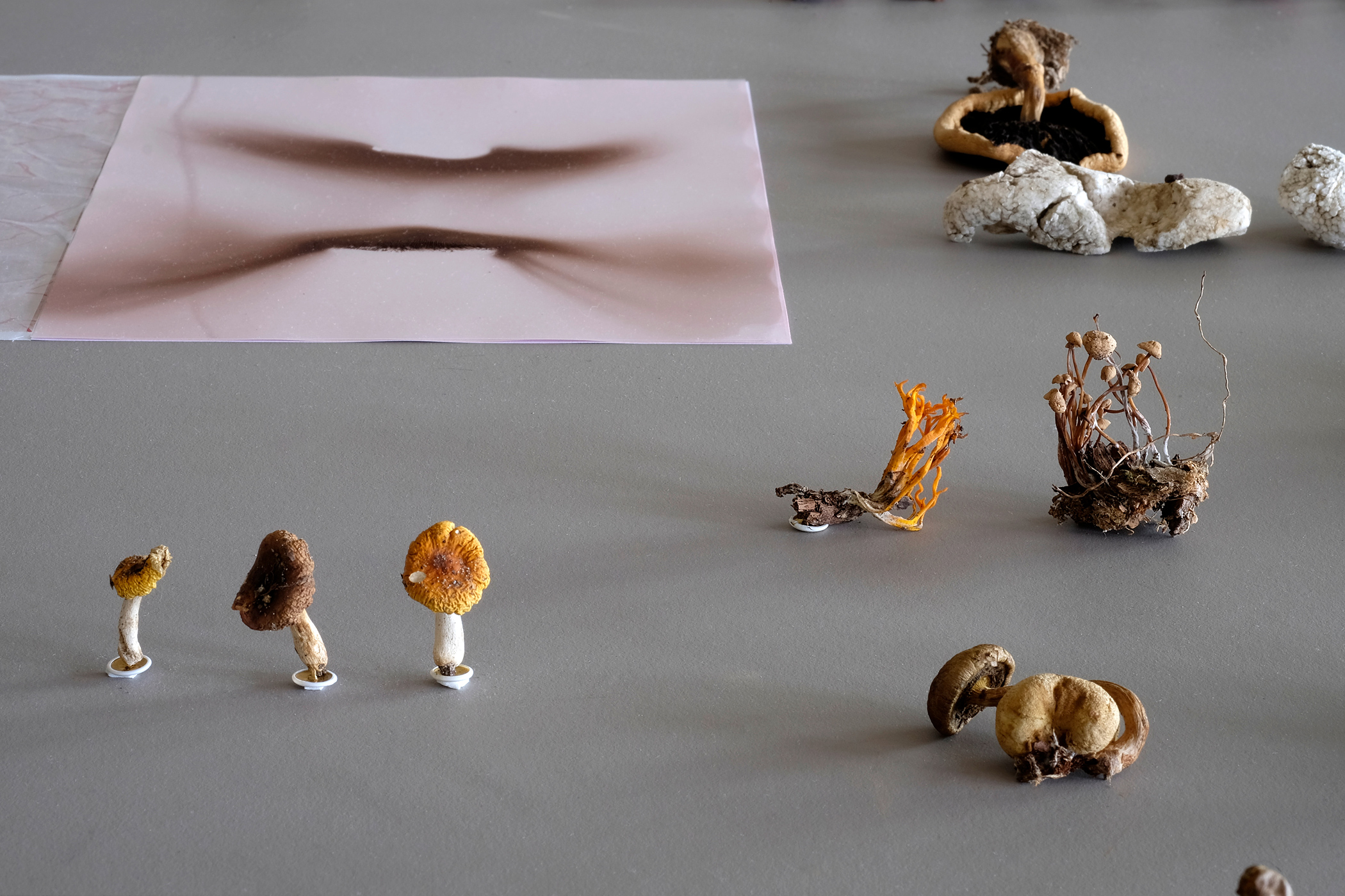 mouvements_des_spores