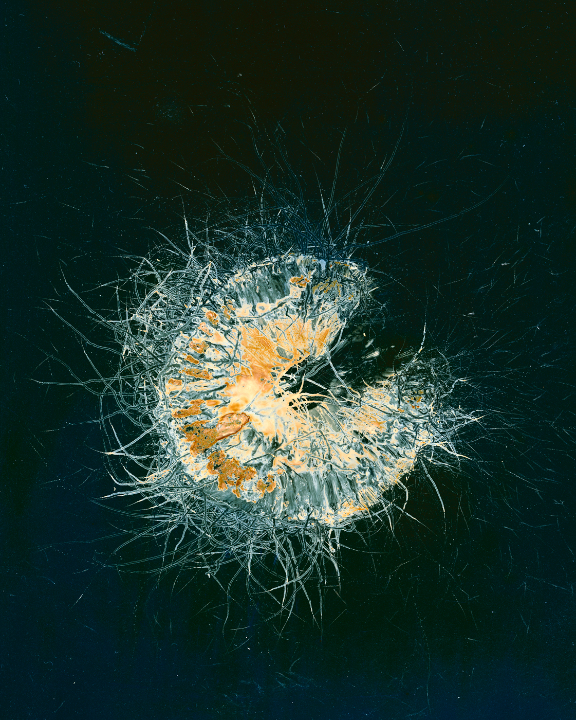 mouvements_des_spores