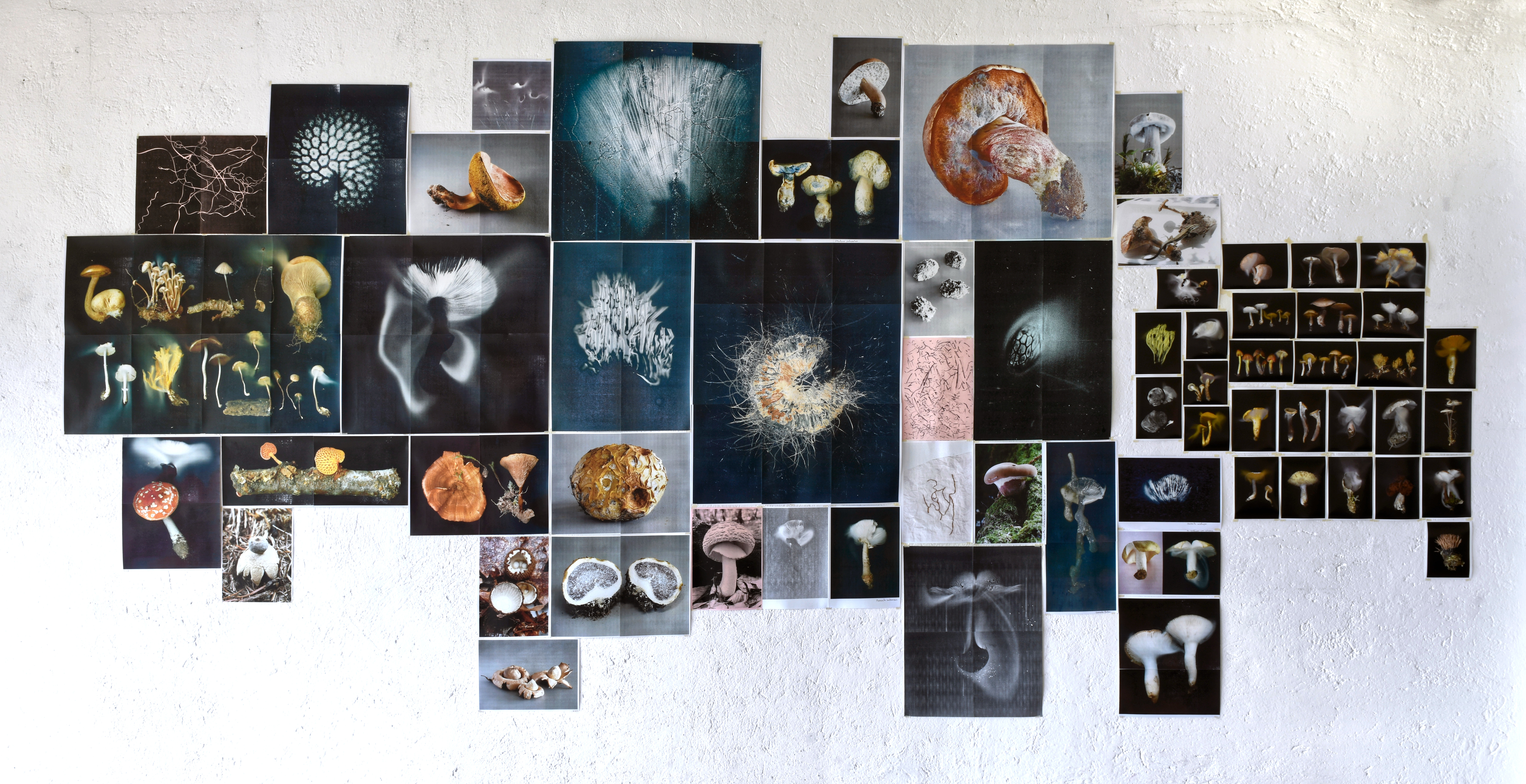 mouvements_des_spores